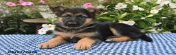 German Shepherd dogs for sale: Chloe - Ad 2