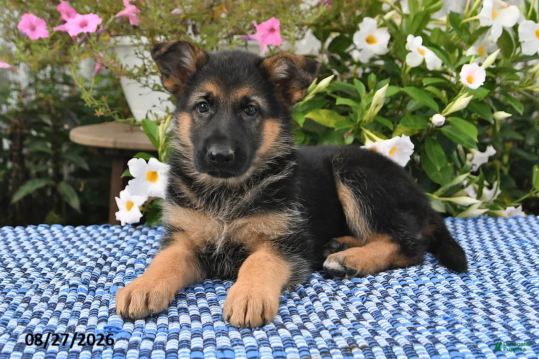 German Shepherd dogs for sale: Chloe - Ad 2