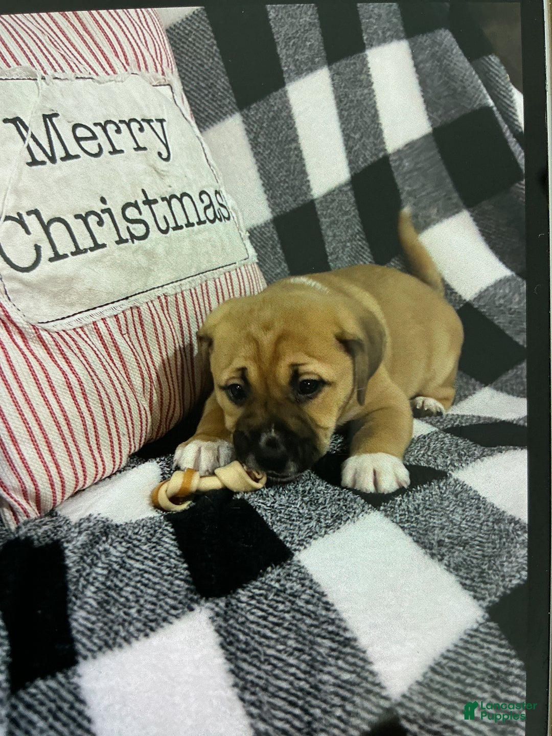 Mixed Breed dogs for sale: Mixed Breed Puppy 4 - Ad 1