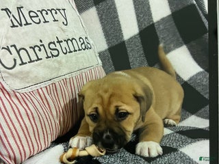 Mixed Breed dogs Mixed Breed Puppy 4 - Ad 1