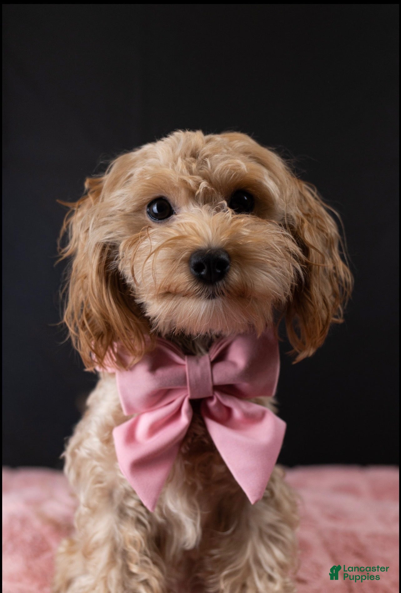 Maltipoo dogs Baby Girl - Ad 2