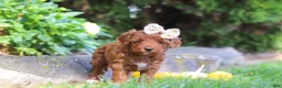 Cockapoo dogs for sale: Sienna - Ad 3