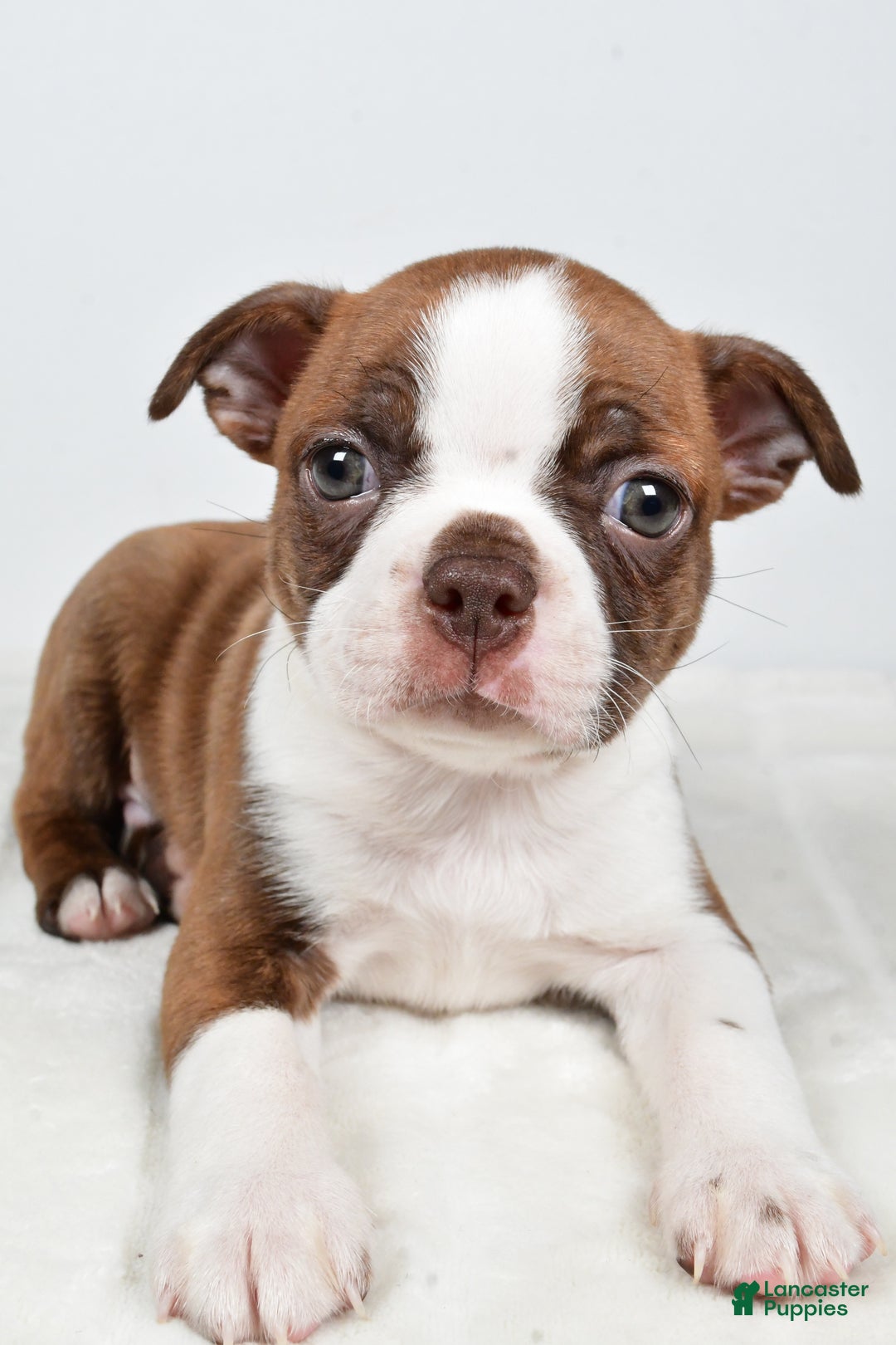 Boston Terrier dogs for sale: Lonnie - Ad 6