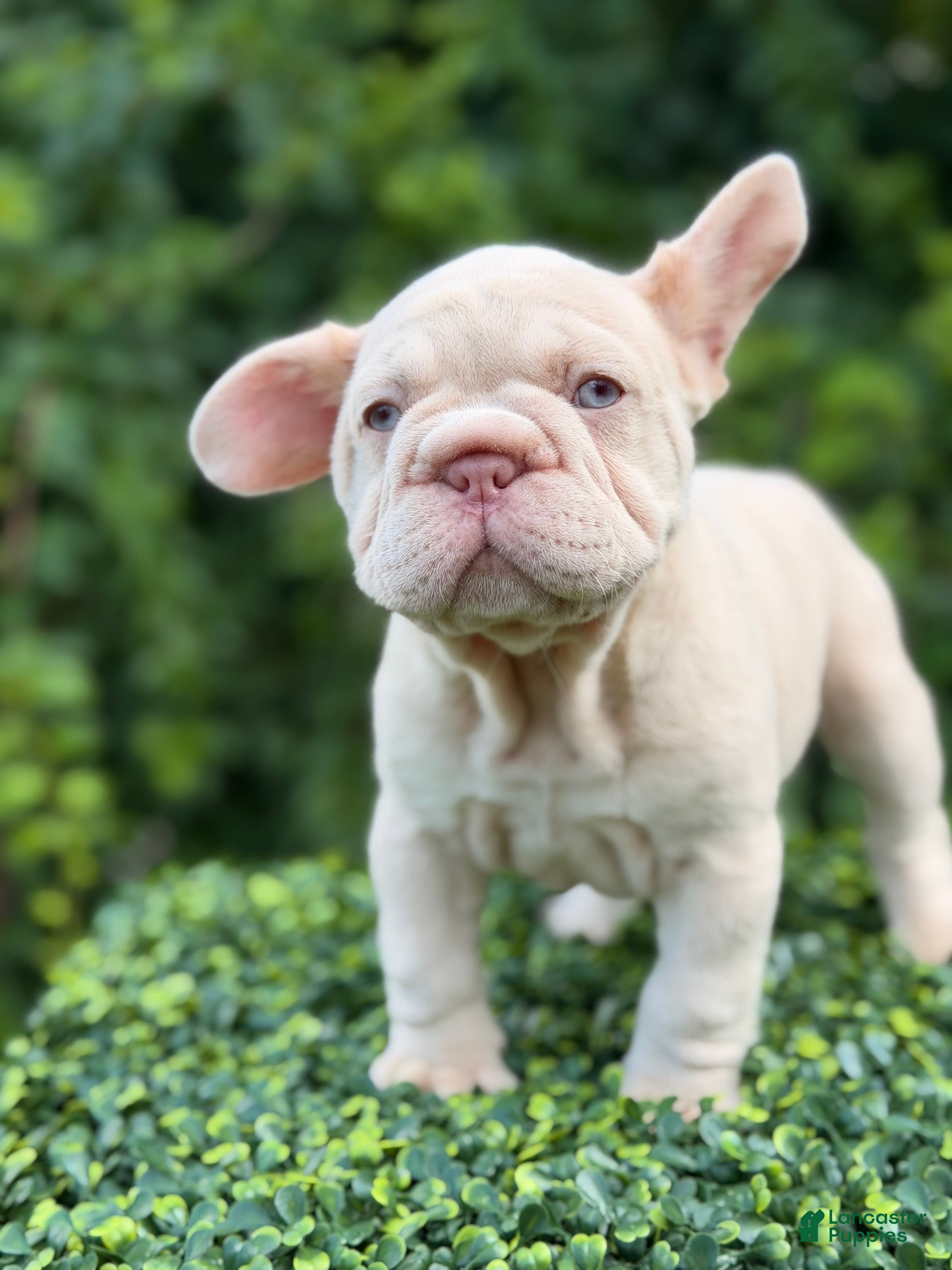 French Bulldog dogs AMIRI - Ad 28