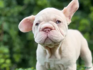 French Bulldog dogs AMIRI - Ad 28