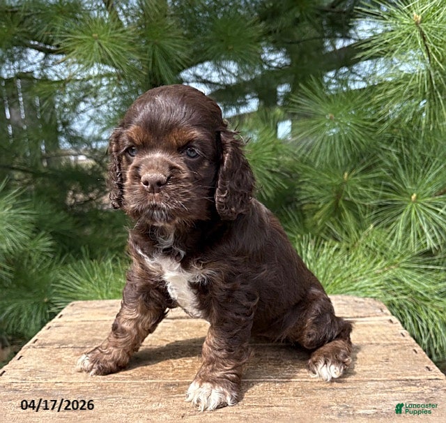 Cocker Spaniel dogs Darcy - Ad 2