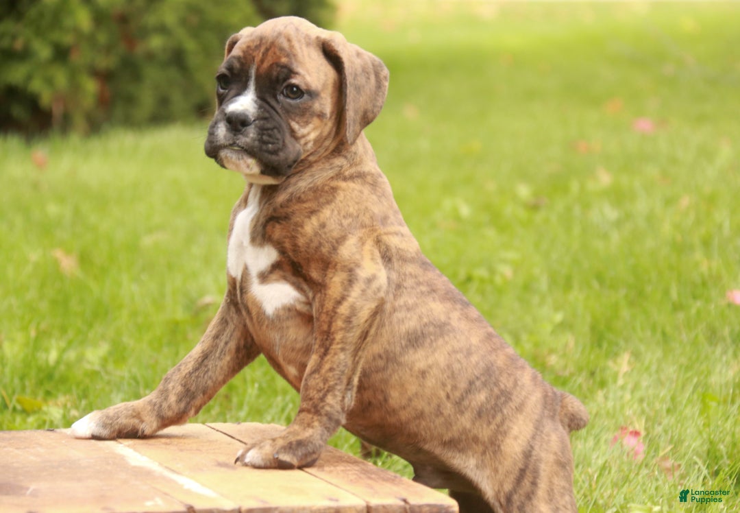 Boxer dogs for sale: Flint - Ad 9