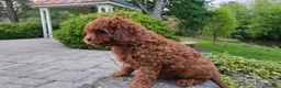 Cavapoo dogs for sale: Henry - Ad 23