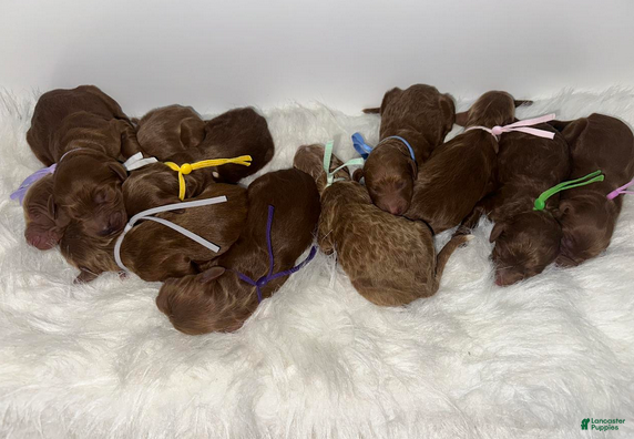 Goldendoodle dogs Girl 9 - Ad 2