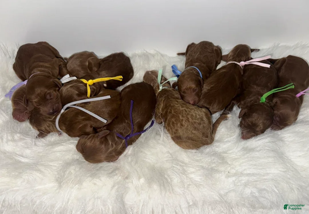 Goldendoodle dogs for sale: Girl 9 - Ad 2