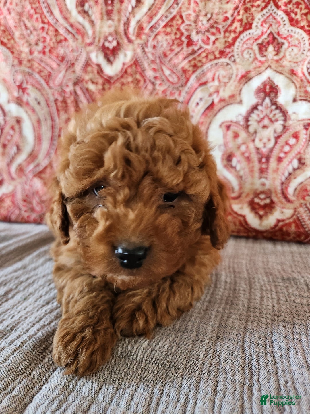 Mini Goldendoodle dogs for sale: Sam - Ad 8