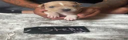 American Pit Bull Terrier dogs for sale: Stella  - Ad 3