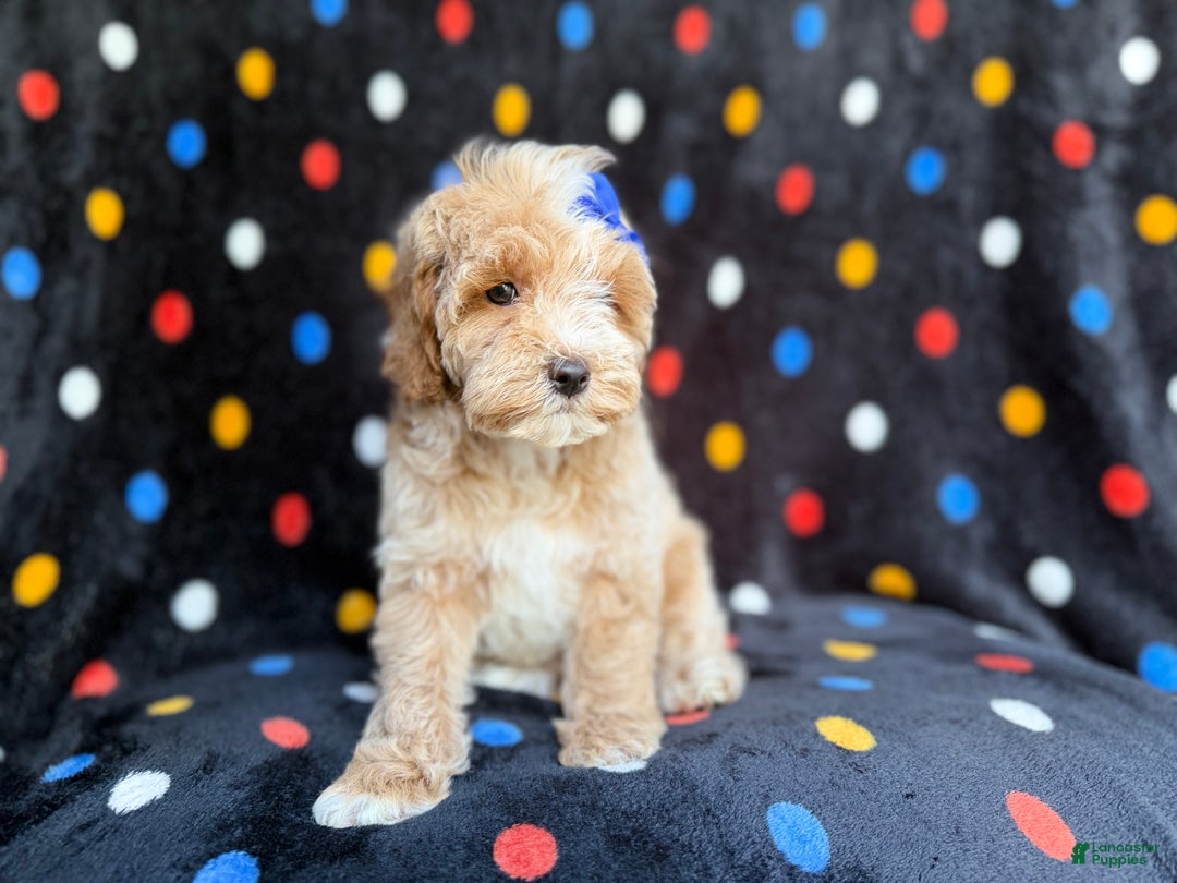 Cockapoo dogs for sale: Hazel - Ad 2