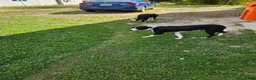 Border Collie dogs for sale: Border Collie 1 - Ad 4