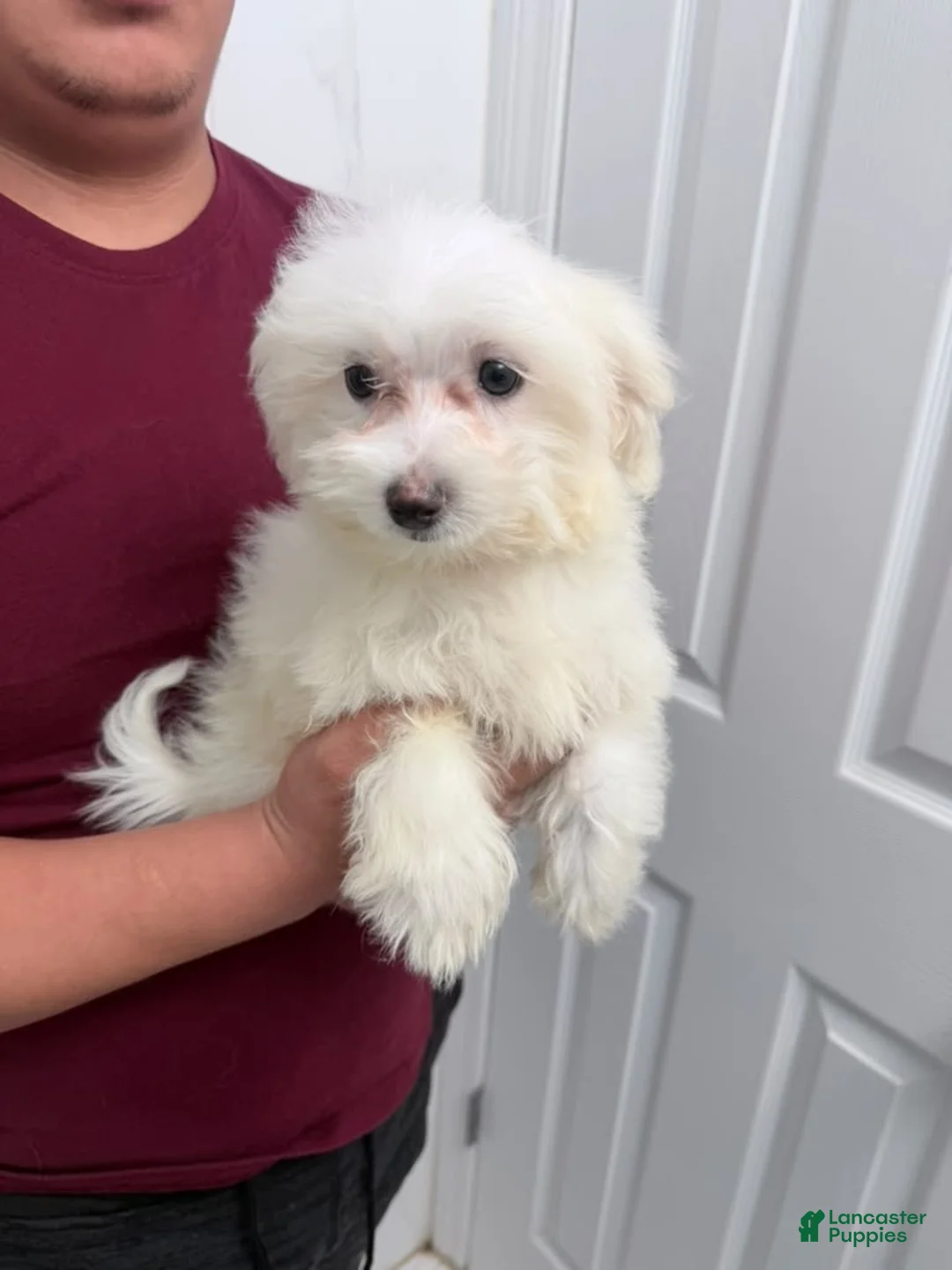 Maltese dogs for sale: Koa - Ad 2