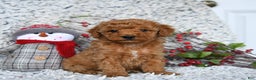 Mini Goldendoodle dogs for sale: Winter - Ad 1