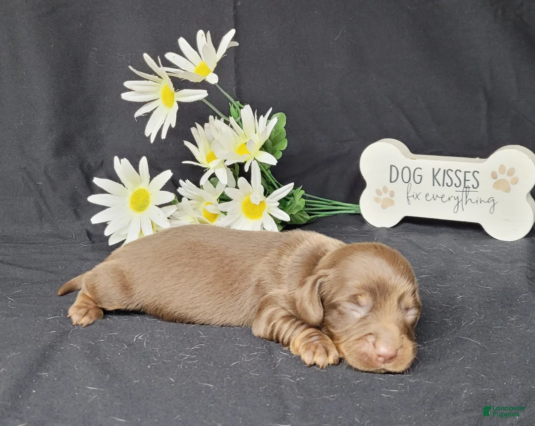 Miniature Dachshund dogs for sale: Holly AKC Registered  - Ad 1