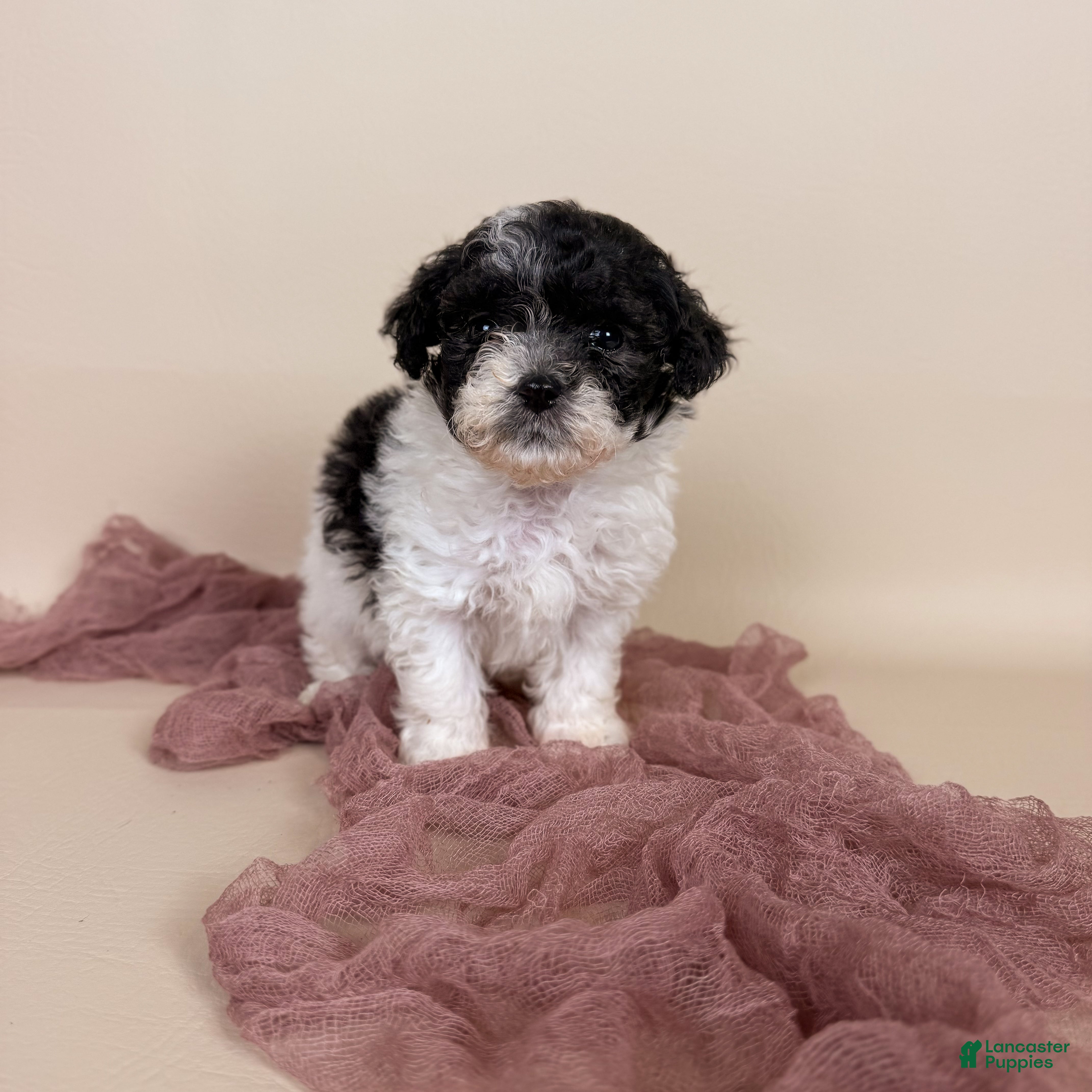 Maltipoo dogs Millie  - Ad 2