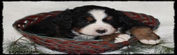 Bernese Mountain Dog dogs for sale: Chever - Ad 4
