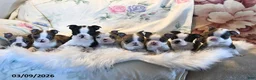 Boston Terrier dogs for sale: London - Ad 5