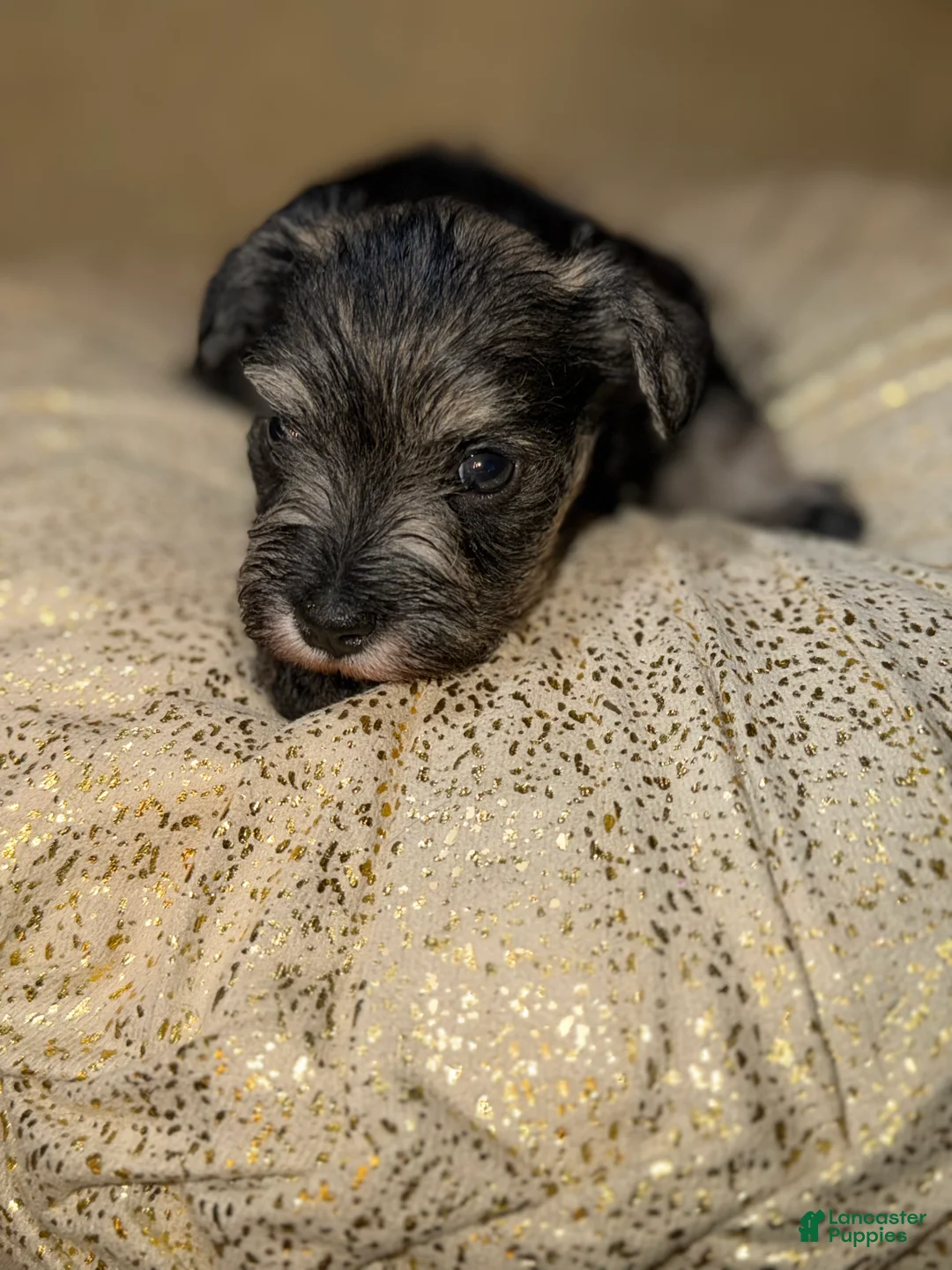 Schnauzer dogs for sale: Schnauzer Puppy 3 - Ad 1