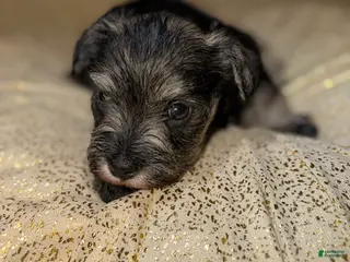 Schnauzer dogs Schnauzer Puppy 3 - Ad 9