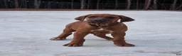 Rhodesian Ridgeback dogs for sale: Rhodesian Ridgeback Puppy 5 - Ad 3