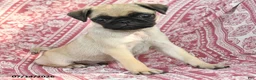 Pug dogs for sale: Marcus - Ad 3