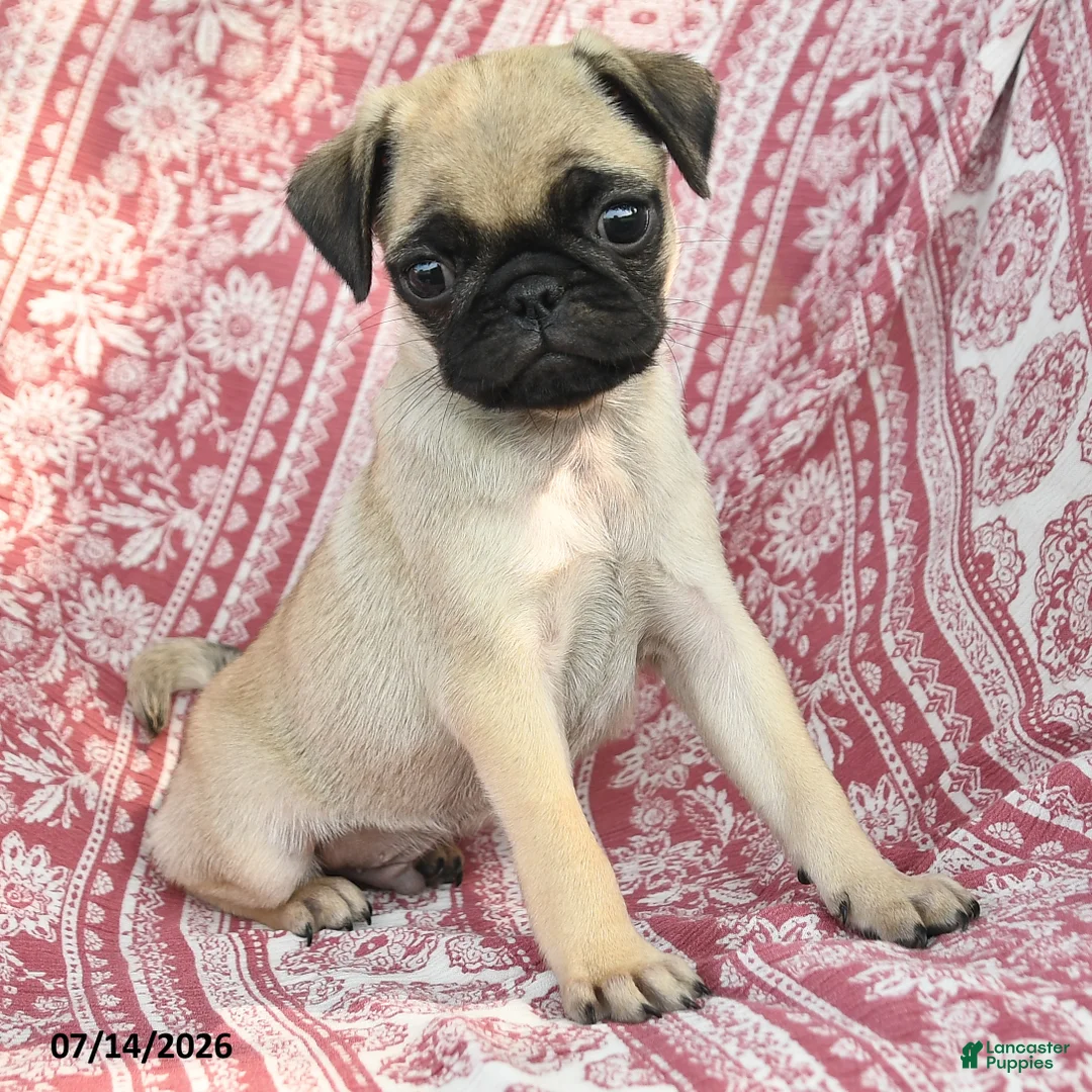 Pug dogs for sale: Marcus - Ad 3