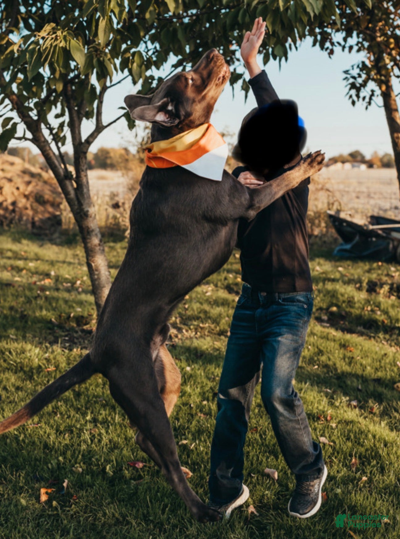 Labrador Retriever dogs Silver lab stud - Ad 1