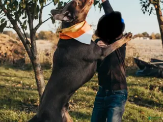 Labrador Retriever dogs Silver lab stud - Ad 1