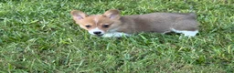 Welsh Corgi Pembroke dogs for sale: Red - Ad 12