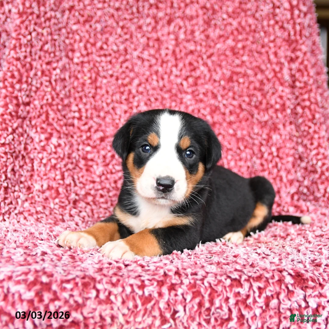 Greater Swiss Mountain Dog dogs for sale: Jasmine - Ad 2