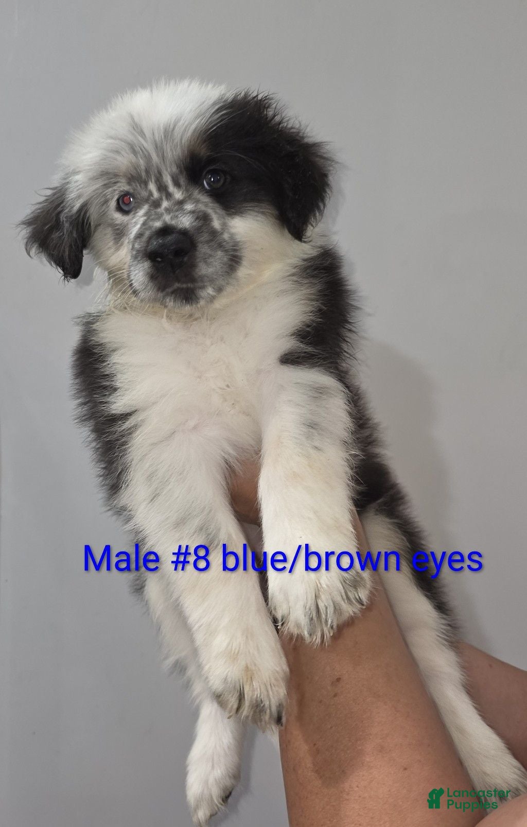 Mixed Breed dogs Peanut - Ad 1