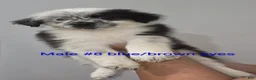 Mixed Breed dogs for sale: Peanut - Ad 1