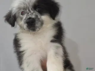 Mixed Breed dogs for sale: Peanut - Ad 4