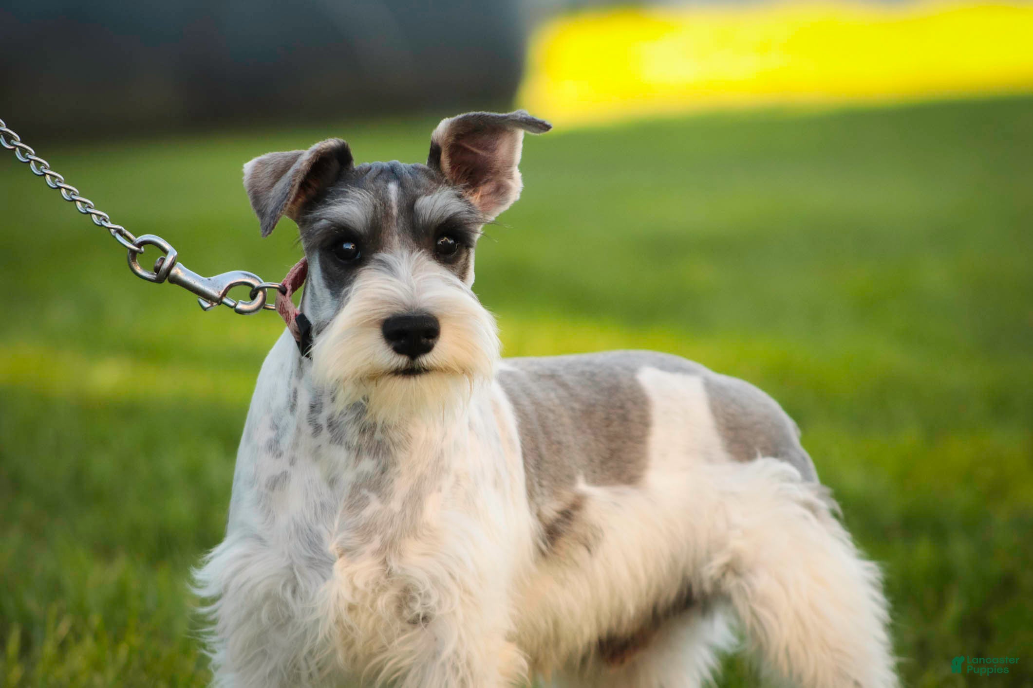 Miniature Schnauzer dogs Quinn Miniature Schnauzer (crate and leash Trained) - Ad 1