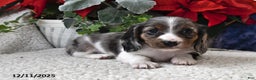 Miniature Dachshund dogs for sale: Silver Star - Ad 4