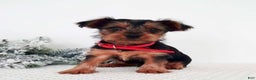 Yorkshire Terrier dogs for sale: Jerry - Ad 4