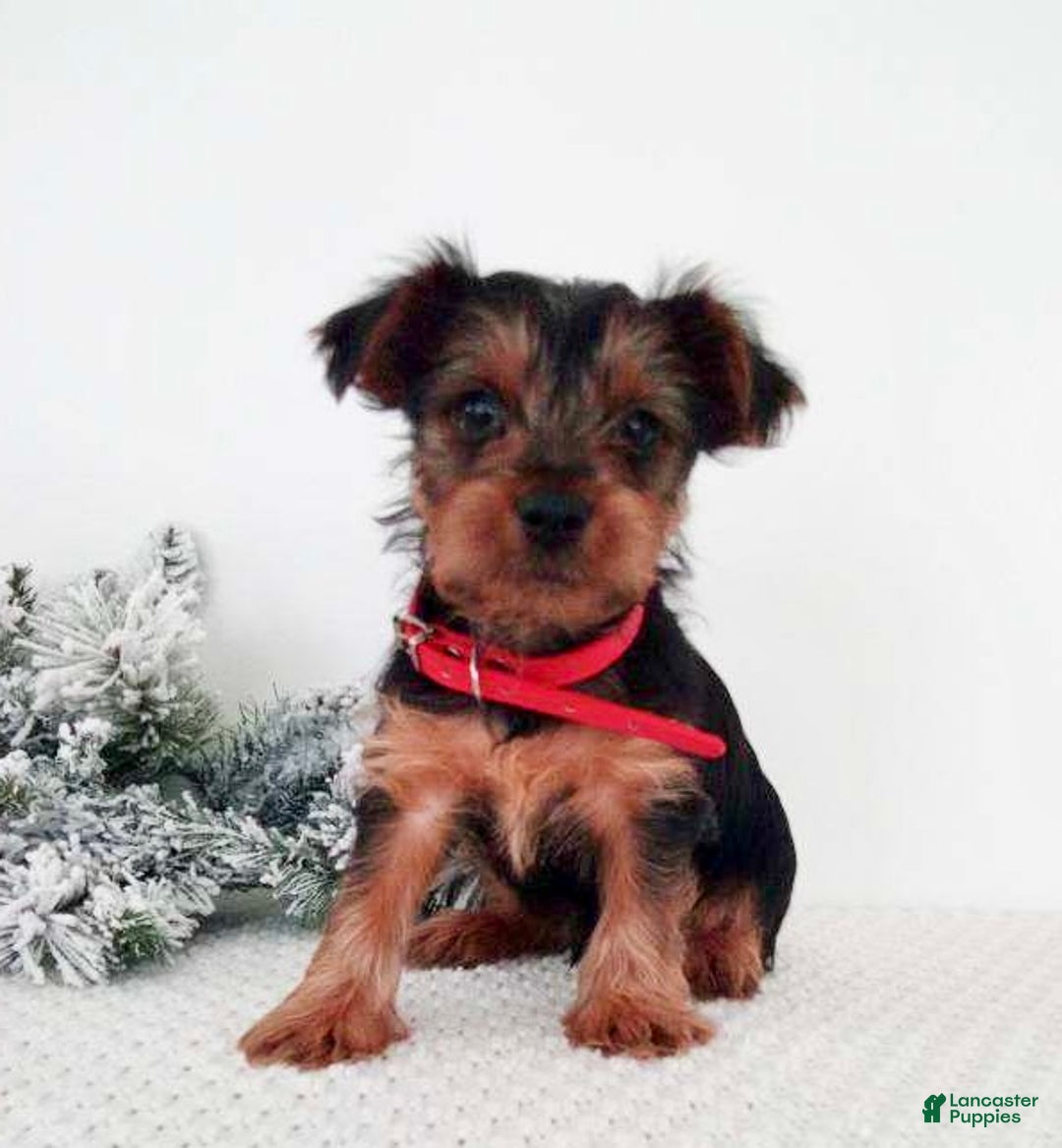 Yorkshire Terrier dogs for sale: Jerry - Ad 4