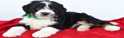 Mini Bernedoodle dogs for sale: Logan - Ad 11