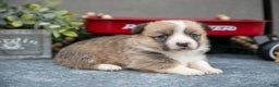 Welsh Corgi Pembroke dogs for sale: Caramel - Ad 3