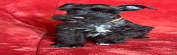 Schnauzer dogs for sale: Trapper - Ad 4