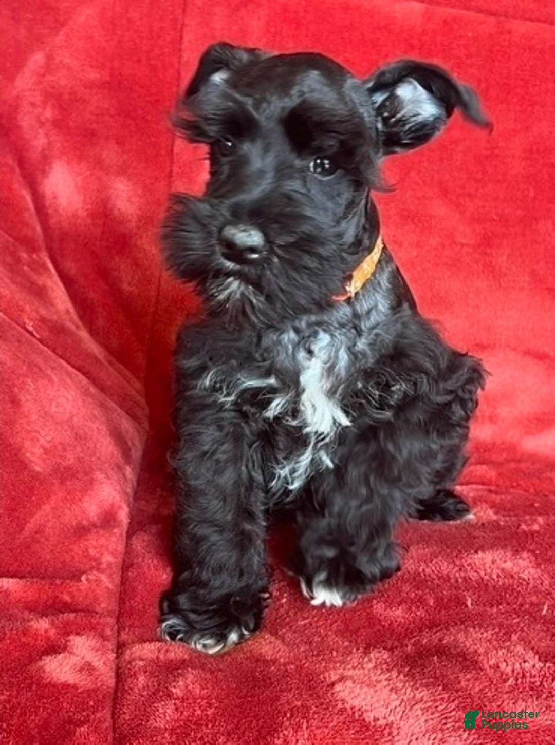 Schnauzer dogs for sale: Trapper - Ad 4