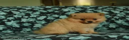 Pomeranian dogs for sale: Deana - Ad 4