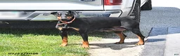Doberman Pinscher dogs for sale: Bella Mia - Ad 7
