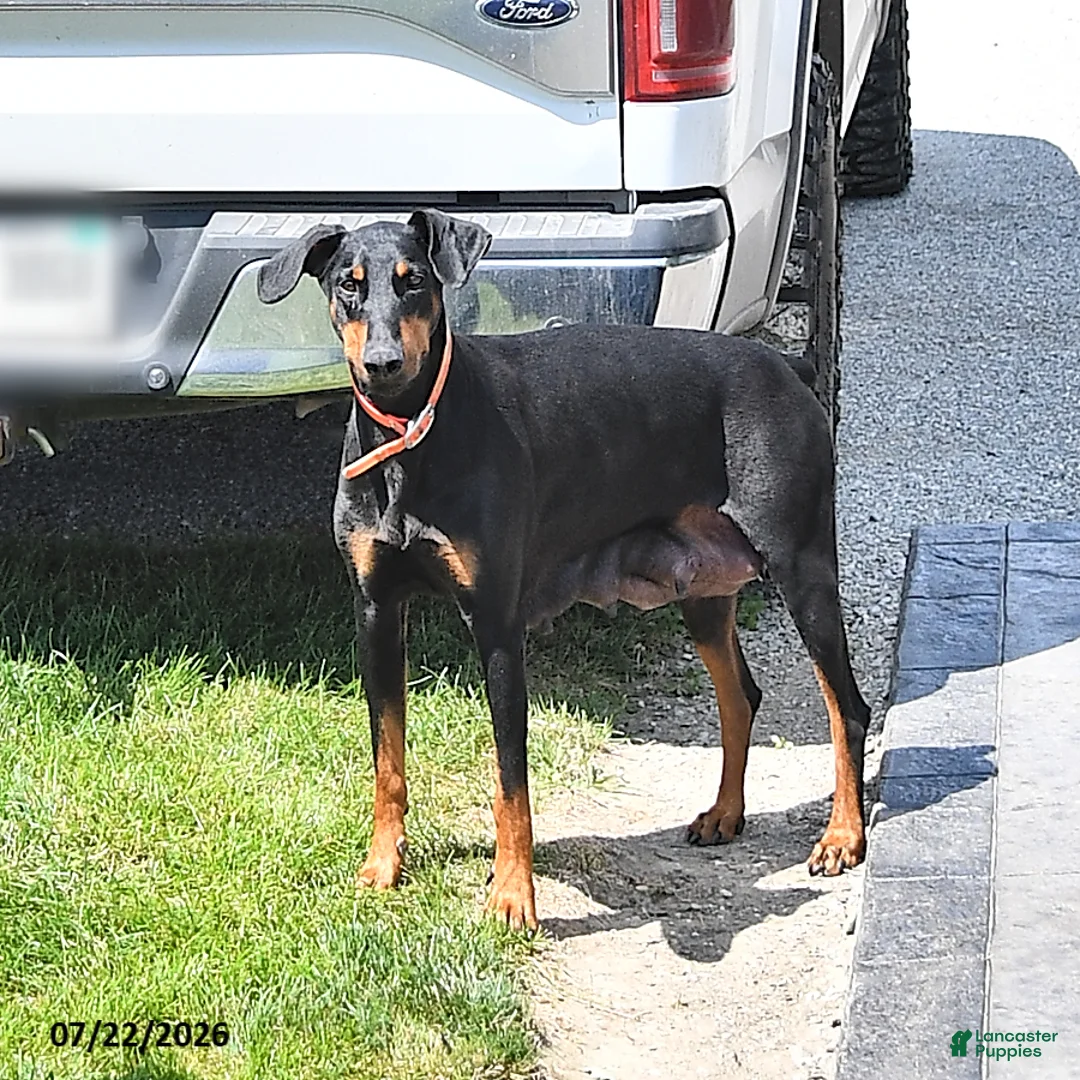 Doberman Pinscher dogs for sale: Bella Mia - Ad 7