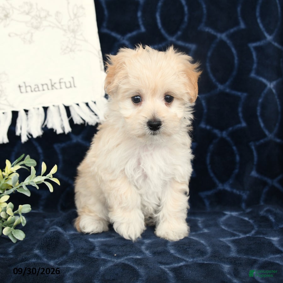 Maltipoo dogs Beth - Ad 1