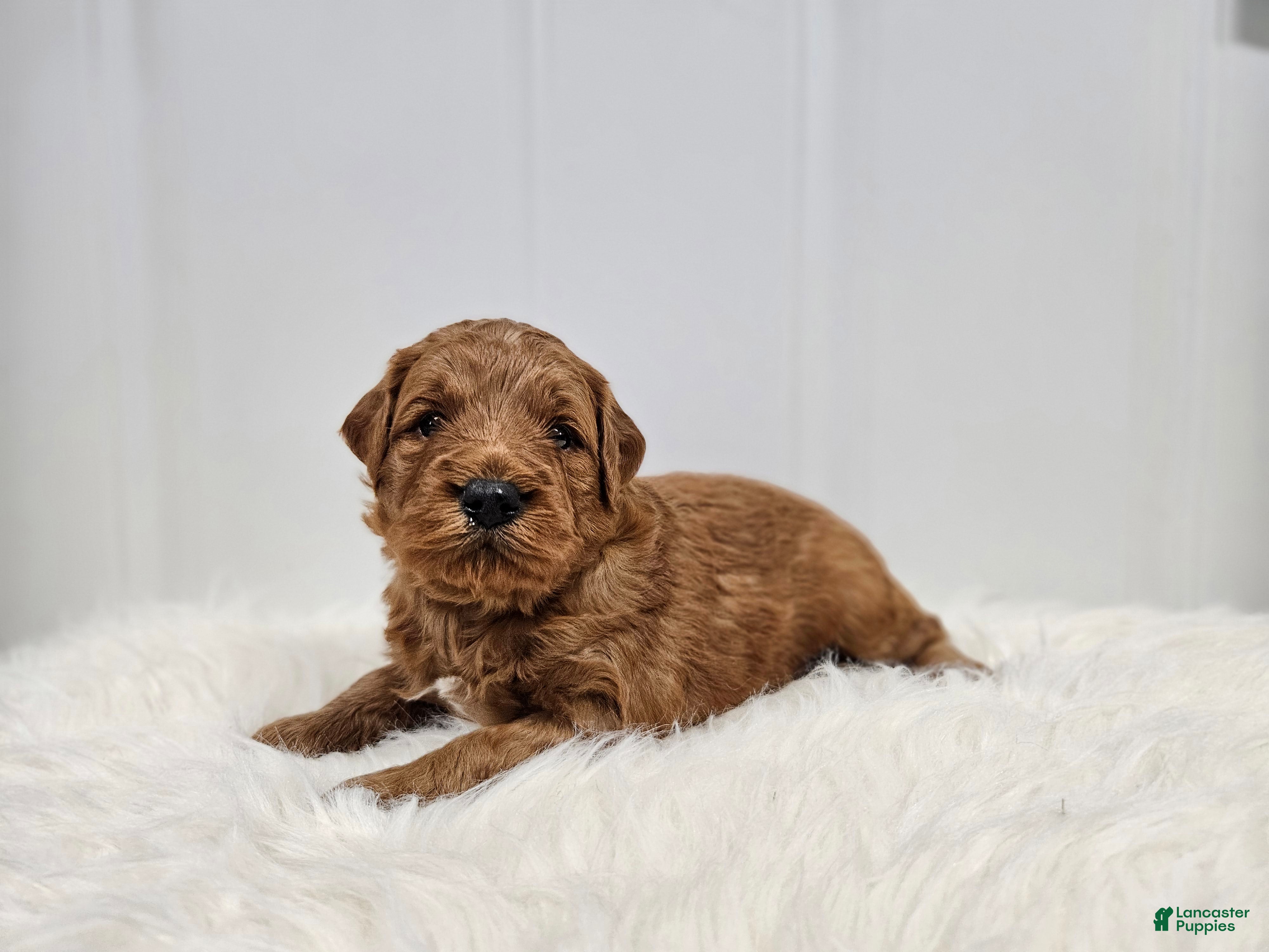 Mini Goldendoodle dogs Teddy - Ad 1