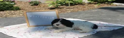 Cavapoo dogs for sale: Daffodil - Ad 6